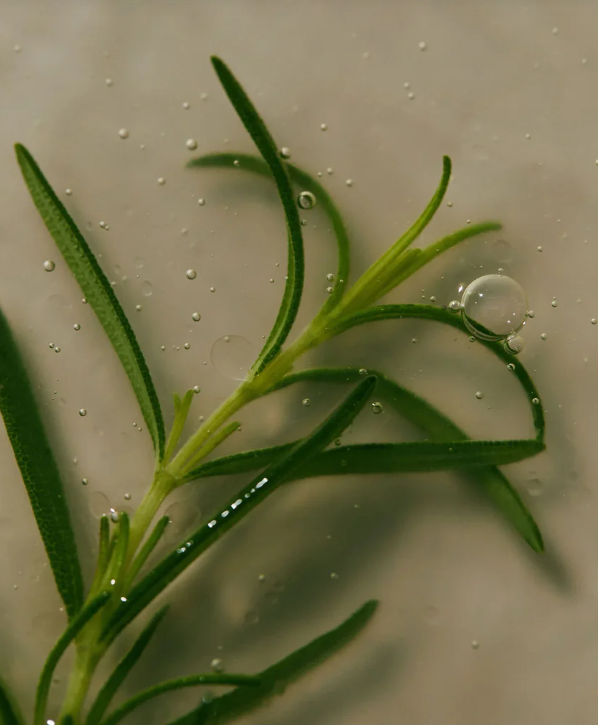Shampoo Esfoliante para o Couro Cabeludo com Alecrim 750 ml (Rosemary Scalp Scaling Shampoo 750 ml)