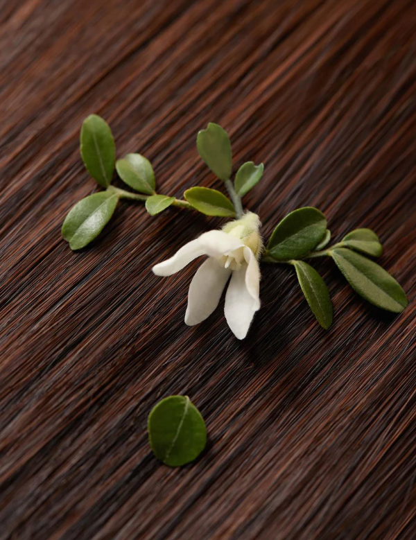 Óleo Capilar Ritual Jasmim & Vetiver 50 ml (Ritual Hair Oil Jasmine & Vetiver 50 ml)