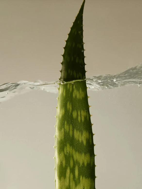 Gel Calmante de Aloe Vera 300ml