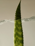 Gel Calmante de Aloe Vera 300ml