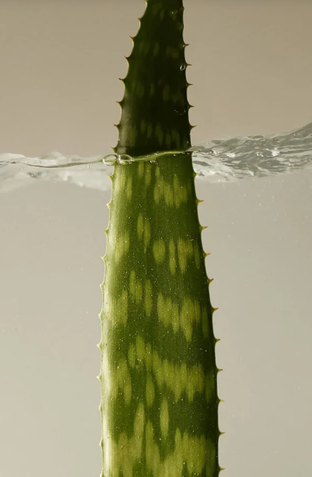 Gel Calmante de Aloe Vera Refil 500 ml