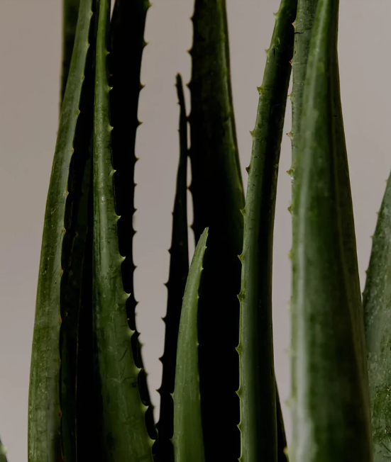 Gel Calmante de Aloe Vera Refil 500 ml