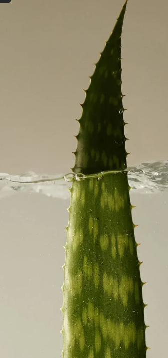 Gel Calmante de Aloe Vera 500 ml